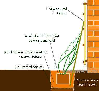 Diagram of planting a clematis agaist a wall
