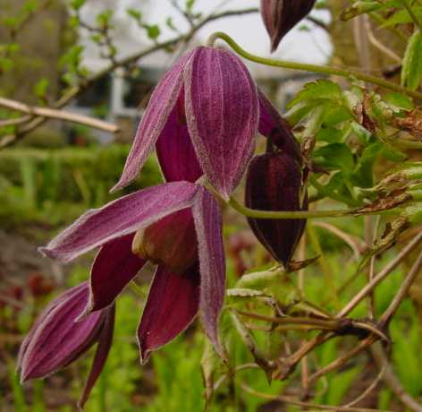 Picture of Clematis 'Pruinina'