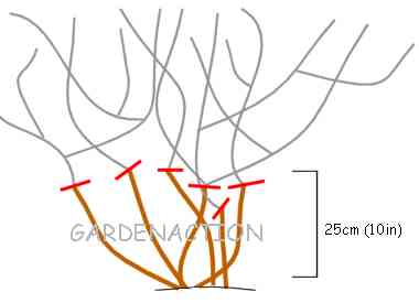 Picture of pruning clematis group 3 plants