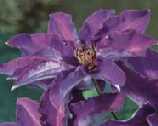 Picture of Clematis 'The President' - click to enlarge