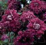 Picture of Clematis viticella 'Purpurea Plena Elagans'