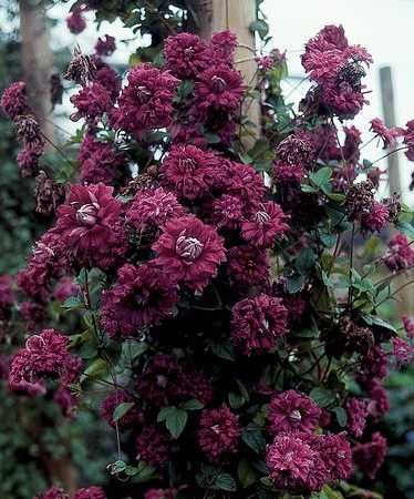 Picture of Clematis viticella 'Purpurea Plena Elegans'