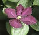 Picture of Clematis viticella 'Etoile Violette'