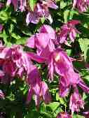 Clematis aplina 'Constance'