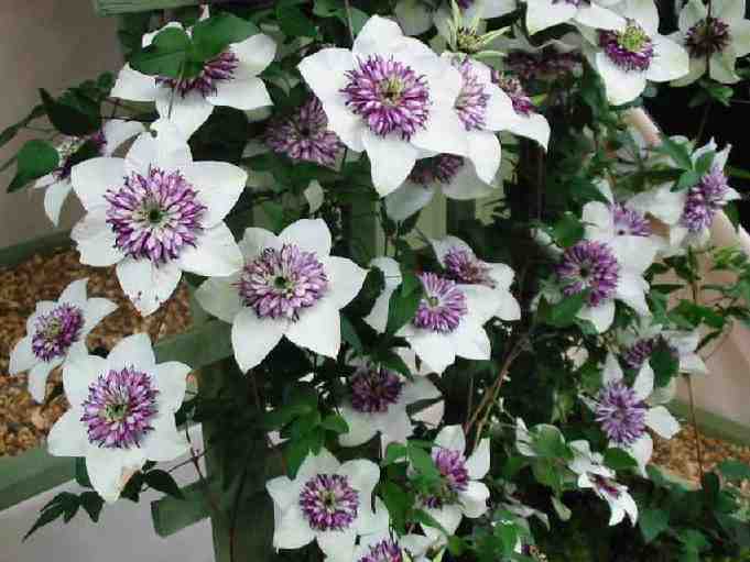 clematis_florida_seiboldii_original_mine.jpg