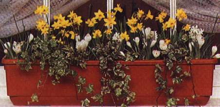 Picture of winter tub