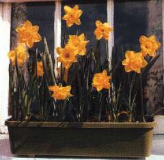 daffodil planting tub