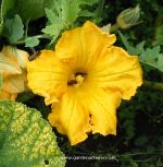 Courgette flower with bees in it