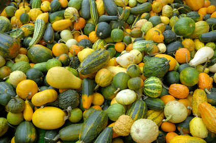 Cucurbits