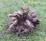 A clump of dahlia tubers