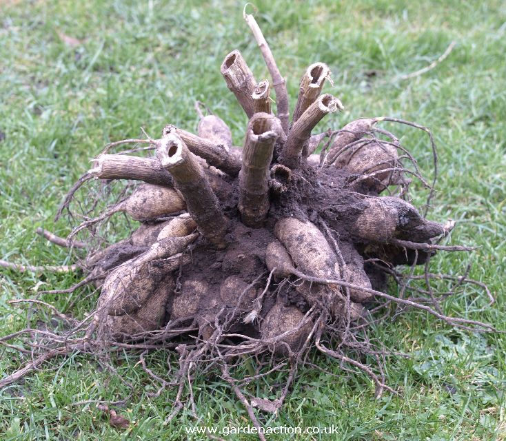 dahlias tubers