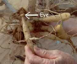 hahlia picture - tuber eye