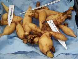 picture of trimmed dahlia tuber