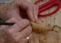 picture of labelling a dahlia tuber