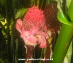 Torch ginger or wax flower