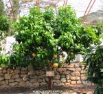 Grapefruit Tree