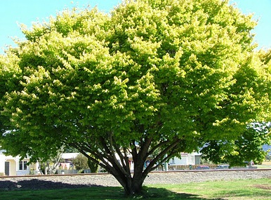 Elm Tree