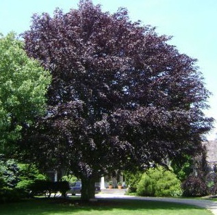 Beech Tree