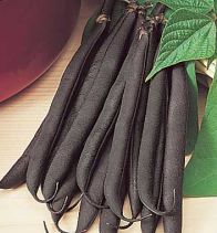 Picture of French Bean variety Purple Teepee