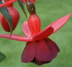 picture of growing fuchsia