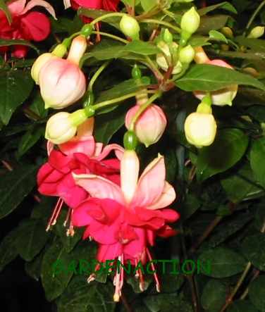 Unique GardenAction picture of Fuchsia Hawaiian Sunset