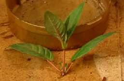 fuchsia propagation with pictures