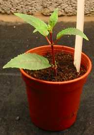 propagating fuchsias by pictures