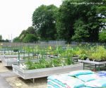 Pond plants