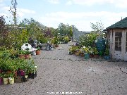 Plants area at Bradmore's