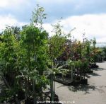 Ornamental trees