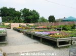 Bedding Plants