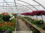 Hanging baskets