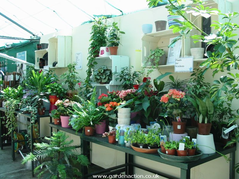 http://www.gardenaction.co.uk/images/garden_centres/cleeve_bristol/indoor_plants.jpg