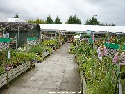 Outdoor garden plants area