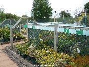 Garden centre shrubs in alphabetic order