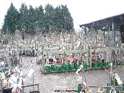 Trees at Dobbies, Edinburgh