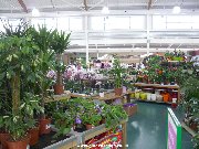 House plants on sale at Dobbies, Milton Keynes