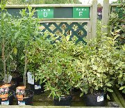 Alphabetically ordered plants for sale