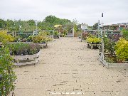 Outdoor plant area at Dobbies Garden Centre in Milton Keynes