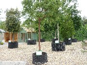 Display of garden trees