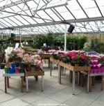 House plants at Flowerland