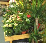 Small display of house plants