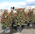 Large structural plants at Fosseway Garden Centre