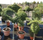 Topiary plants