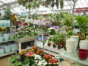 House plants at Frosts, Frilford