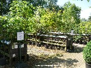 Good selection of ornamental trees