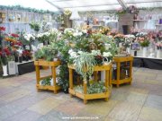 Houseplants at Grasmere