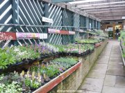 Rockery plants for sale