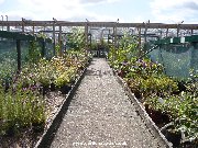 The plants at Hilltop Nurseries in Nottingham