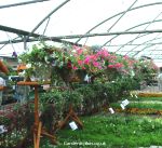 Hanging baskets